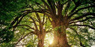 « La vie secrète des arbres »